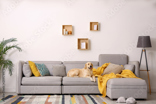 Modern living room interior. Cute Golden Labrador Retriever on couch photo