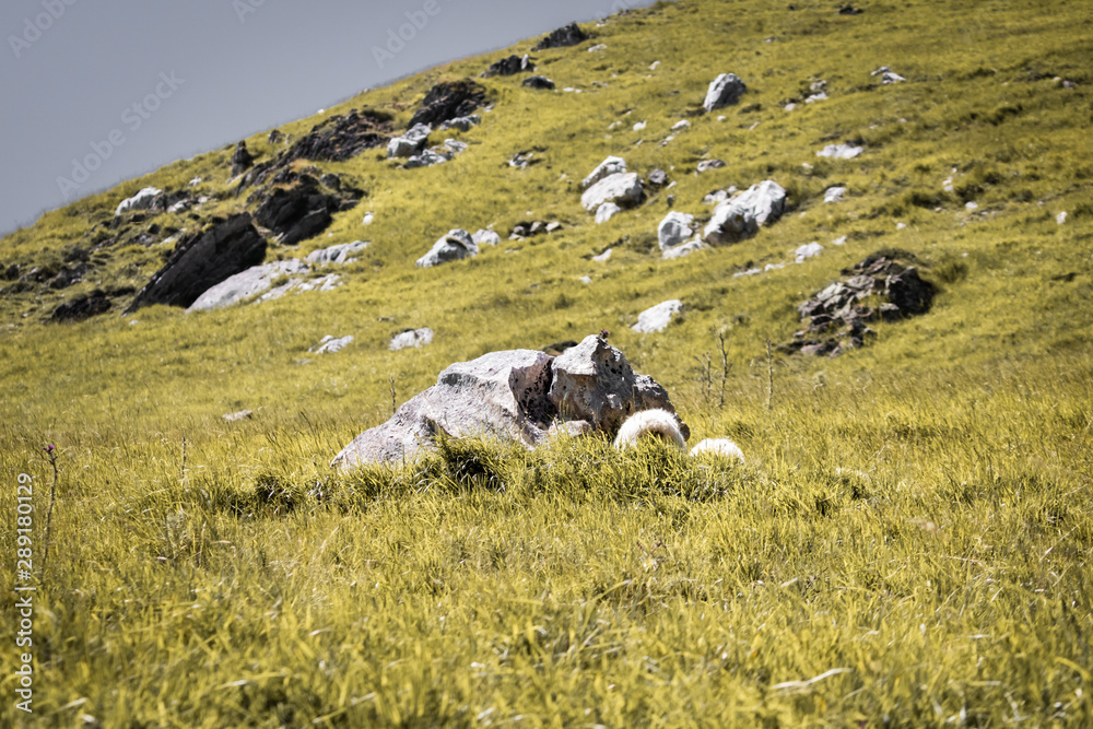 green meadow pasture in mountains with rocks