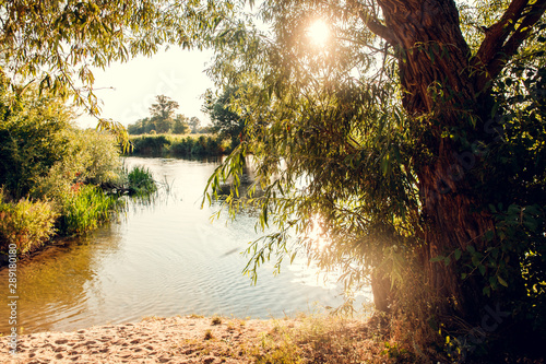 Overgrown water in the swamp. Swamp in the forestOvergrown water in the swamp. Swamp in the forestLake in the rays of the sunset photo