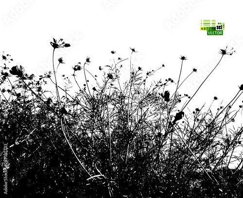The silhouette of grass with flowers in the meadow. Vector illustration