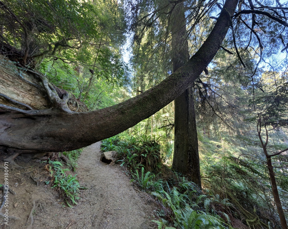 redwood sequoia trees path trail tree in forest with other plants redwood sequoia trees path trail tree in forest with other plants