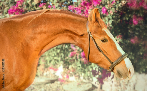 portrait of chestnut Marwari mare. India photo