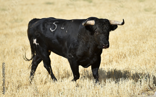 toro negro corriendo en plaza de toros en espa  a