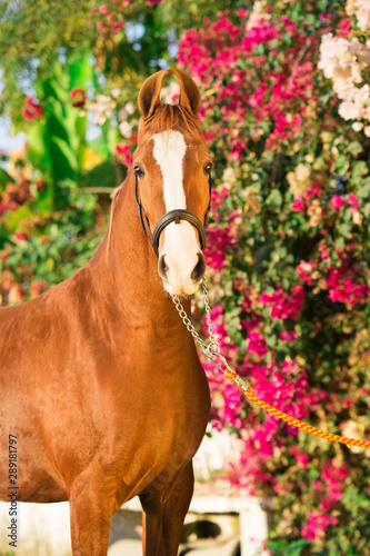 portrait of chestnut Marwari mare agaist flower background. India photo