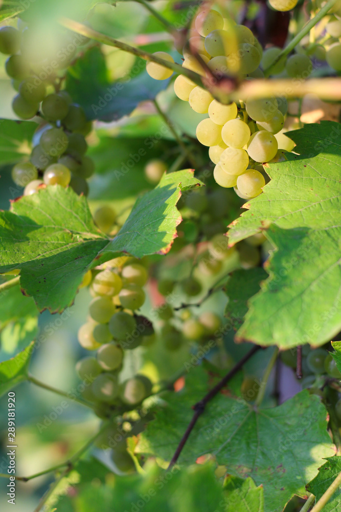 Fototapeta premium ripe white grapes hanging on the vine. Harvest of future white wine in the vineyard in the sunshine