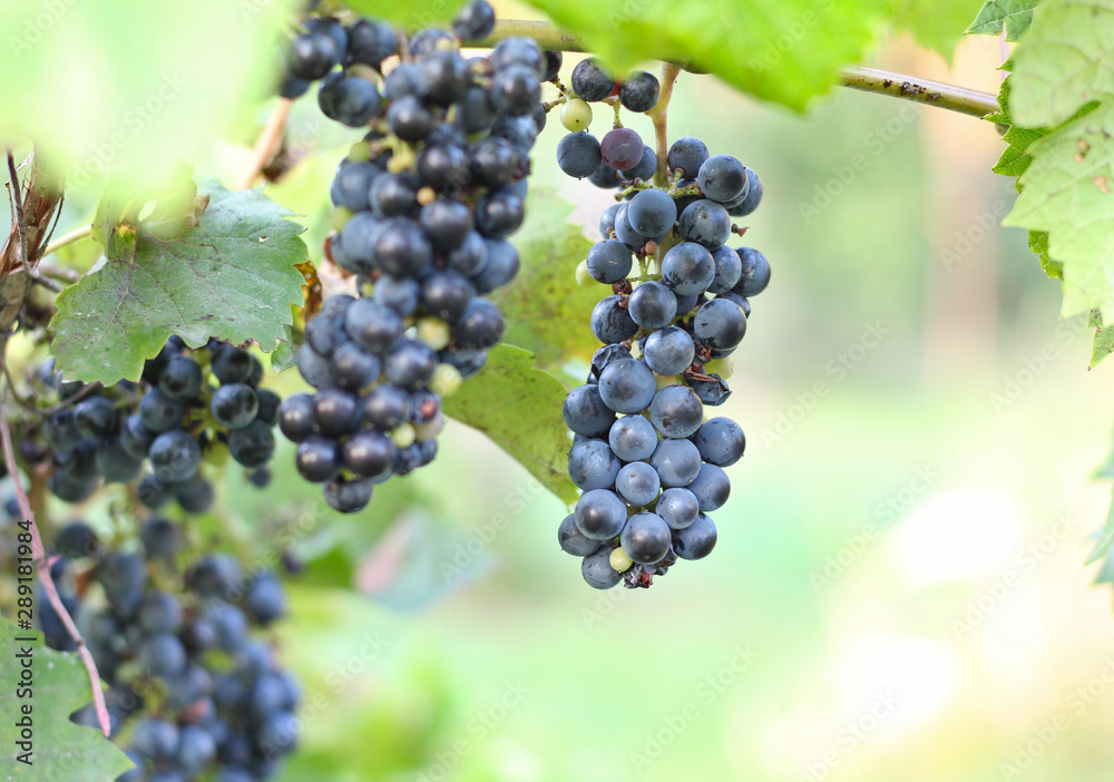 ripe dark grapes hanging on the vine. Harvest of future red wine in the vineyard in the sunshine