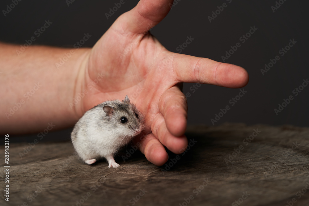 Small domestic hamster. Dwarf hamste. Little pet hamster Small domestic hamster. Dwarf hamste. Little pet hamster