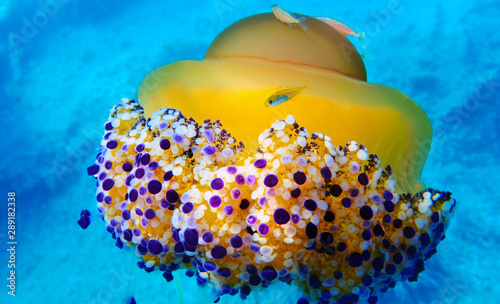 Mediterranean Fried Egg Jellyfish - Cotylorhiza tuberculata photo