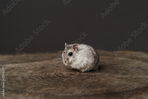 Small domestic hamster. Dwarf hamste. Little pet hamster