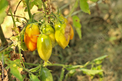 a bunch of green-orange-yellow unripe tomatoes hanging on a branch of a plant