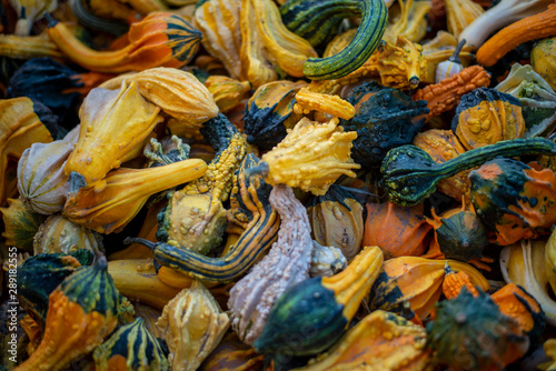 Fall harvest of fresh decorative squash © tajia