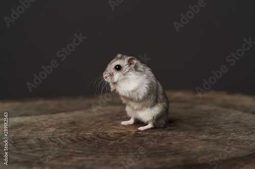 Small domestic hamster. Dwarf hamste. Little pet hamster