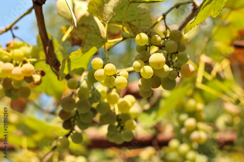 ripe white grapes hanging on the vine. Harvest of future white wine in the vineyard in the sunshine