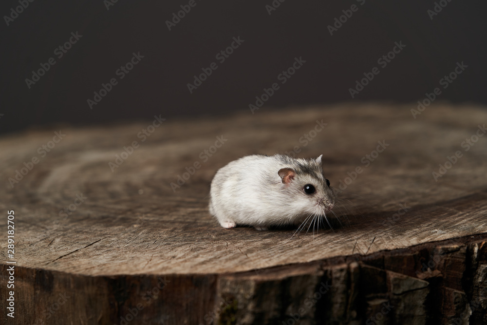 Obraz premium Small domestic hamster. Dwarf hamste. Little pet hamster