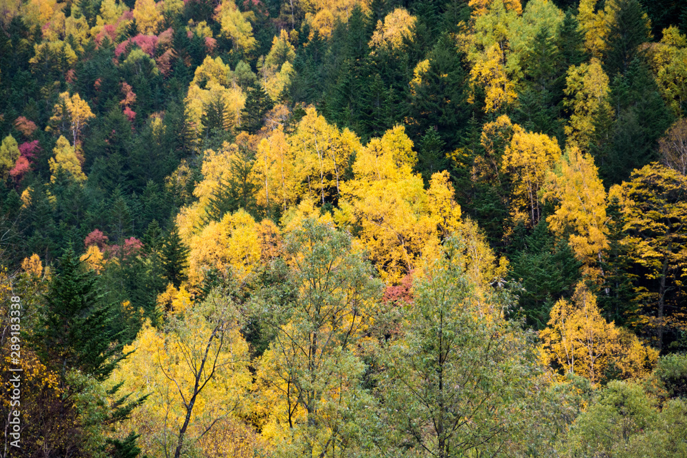 Fototapeta premium 黄葉した木々