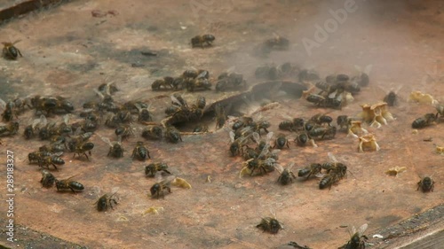 Handheld, close up shot of bees on a boxed hive, smoke is being sprayed on the bees. photo