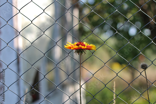 lonely orange flower on a long stalk against a blurry mesh fence