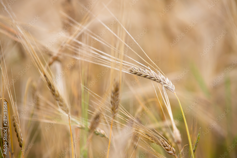 Young wheat grows on the field. Young wheat grows on the field.