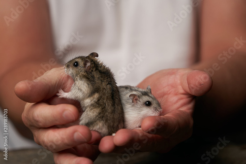 Little domestic hamster on grey background. Djungarian Dwarf hamster