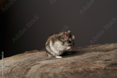 Little domestic hamster on grey background. Djungarian Dwarf hamster