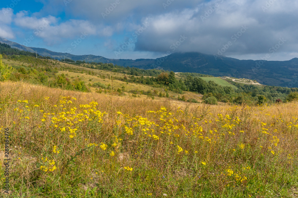 Scenic countryside landscape with yellow wild flowers