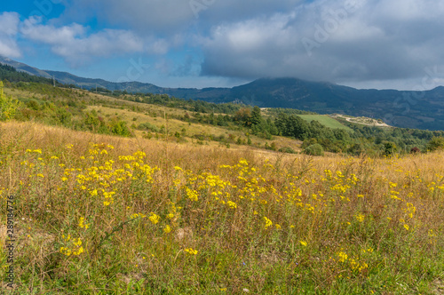 Scenic countryside landscape with yellow wild flowers
