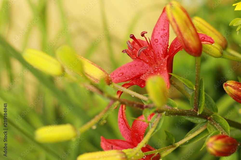 red flower in the garden