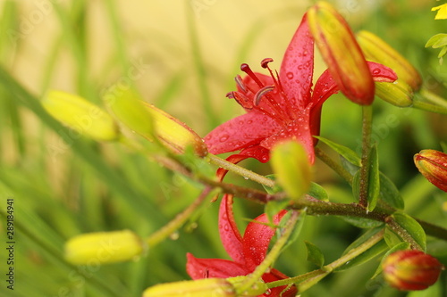 red flower in the garden