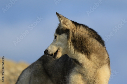 Husky - Blick zur  ck