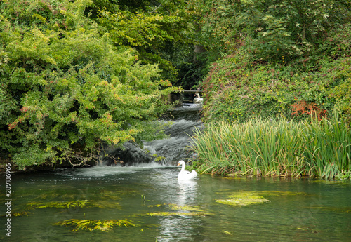 Waterfall into pond with swans
