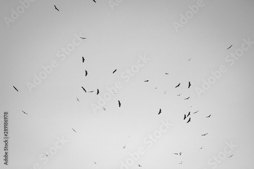 silhouette of f lock of vultures flying above hill in black and white, spooky
