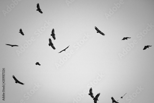 silhouette of f lock of vultures flying above hill in black and white, spooky photo