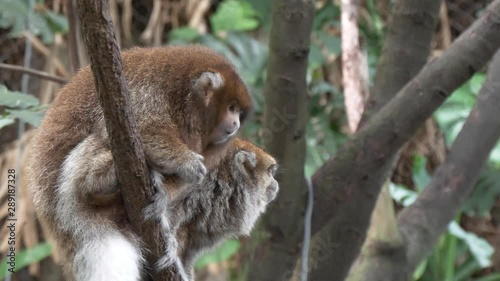 White-eared titi monkies eating photo