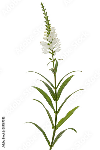 White flowers of physostegia, Physostegia virginiana, isolated on white background photo