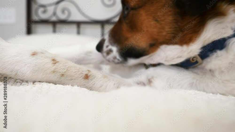 Closeup of a Jack Russell Terrier licking its paws in bed. The pure breed rescue dog cleans his feet before bed. Lifestyle shot shows loving family pets and dog friendly hotels. Closeup of a Jack Russell Terrier licking its paws in bed. The pure breed rescue dog cleans his feet before bed. Lifestyle shot shows loving family pets and dog friendly hotels.