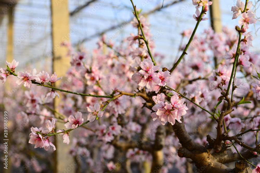 In full bloom in the peach blossom In full bloom in the peach blossom