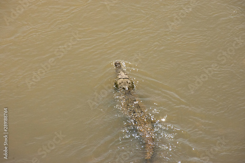 Aligator