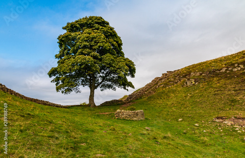 The tree of knowledge