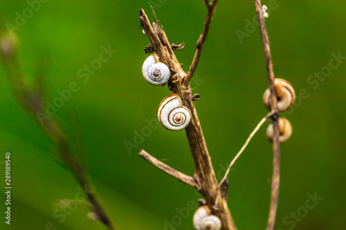 snails on a branch