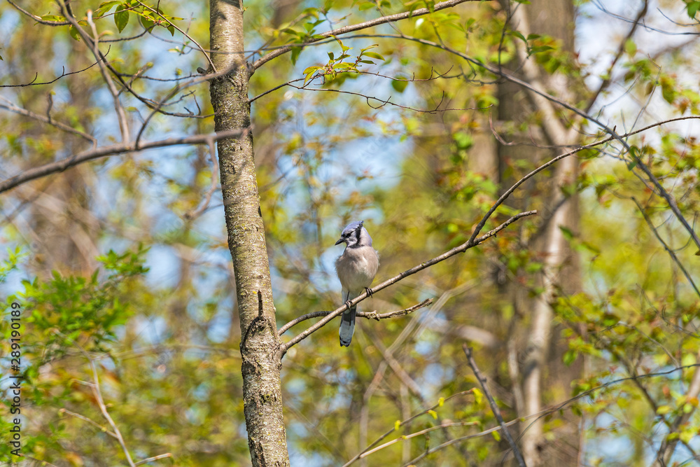 Fototapeta premium Blue Jay Looking for Food in the Forest