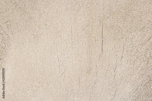 Close-up photography of the bone