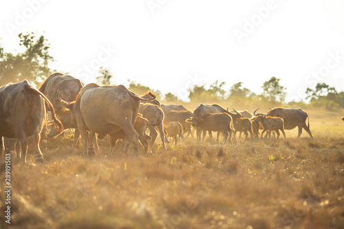 Fototapeta Naklejka Na Ścianę i Meble -  background animals that live together in groups (buffalo herds, cows),are constantly blurred movements in food,animals that can be used in agriculture,rice farming, cultivation in flat areas general