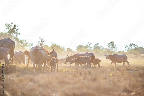 background animals that live together in groups  buffalo herds  cows  are constantly blurred movements in food animals that can be used in agriculture rice farming  cultivation in flat areas general