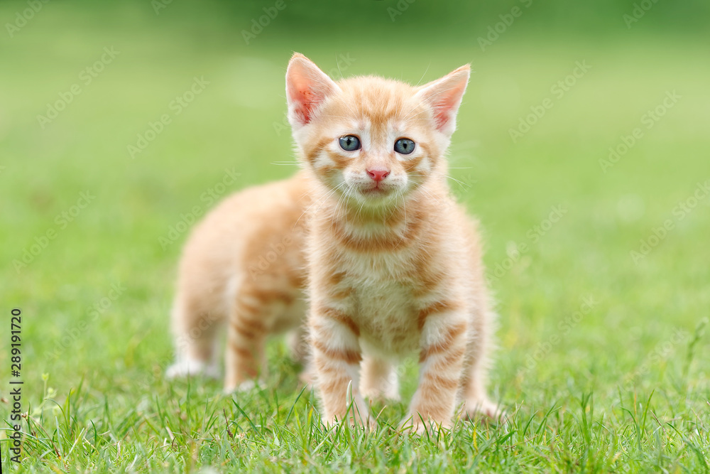 Portrait of two lovely ginger tabby cats standing on green grass field, one is hiding behind another, so it looks like a cat has eight legs, funny pet concept.