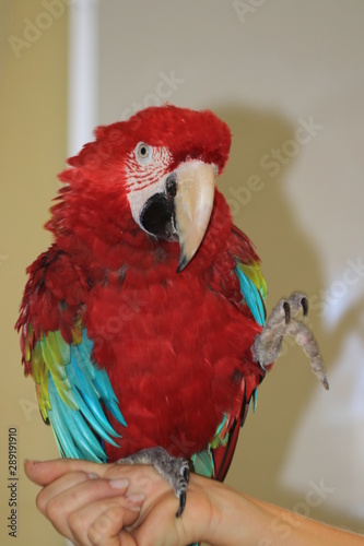 Catalina Macaw photo