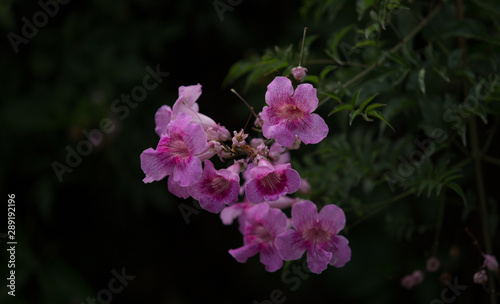 beautiful purple flower on dark black ground 