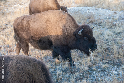 Le bison de Yellowstone