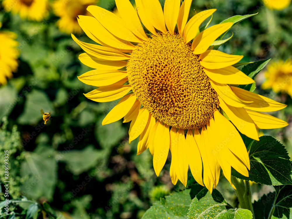 Bee flying in front of big sunflower head against green leaves Bee flying in front of big sunflower head against green leaves