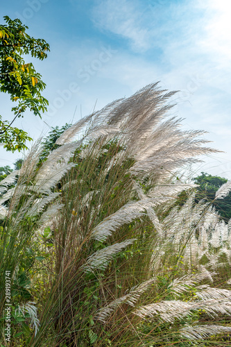 Kans grass/ Kash phool at the time of Sunset with selective Focus used.