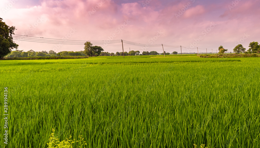 Electric poles on the middle of paddy rice fields.
